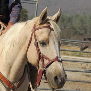 Meet your Posher, Joyce